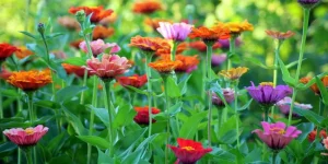 How to Design a Garden for Maximum Curb Appeal?