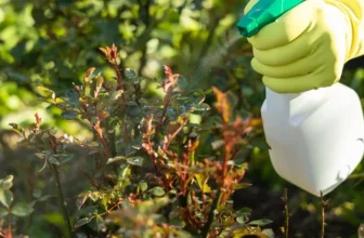 How Can I Protect My Garden From Pests and Insects?