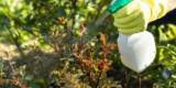 How Can I Protect My Garden From Pests and Insects?